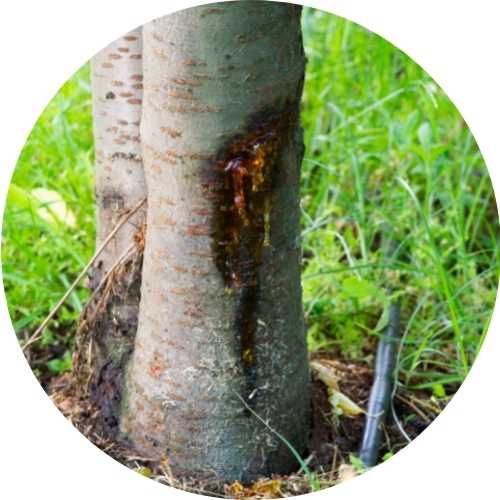 Tree Disease Treatment