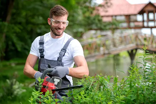 Tree Experts Near Me: Your Go-To Guide