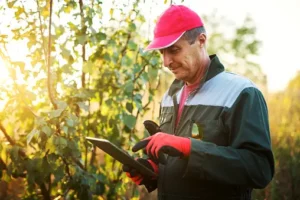 tree-experts-near-me